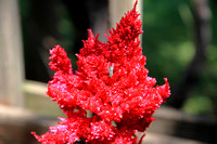 Flamma Bright Red - Celosia 072623