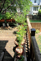 IMG_8764 NN