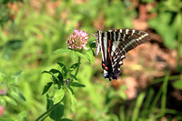 Zebra Swallowtail Butterfly - Hodges 4184 - Eurytides marcellus on Clover 072623
