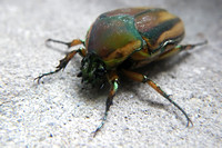 Green June Beetle - Cotinis nitida 072023