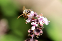 Western Honey Bee - Apis mellifera on Sage 072623