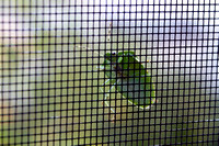 Green Stink Bug - Acrosternum hilare 092705