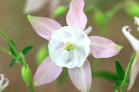 Columbine Flower - Aquilegia