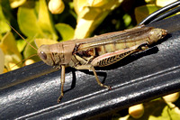 Differential Grasshopper - Melanoplus differentialis 103105