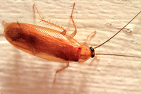Wood Cockroach in the Treehouse 061121