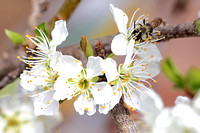 Miner Bee - Andrena 032721