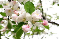 Apple Blossoms 041419