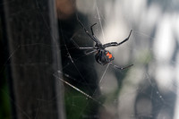 Black Widow Spider 072316