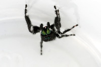 Bold Jumper Spider - Phidippus audax 052816