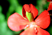 Planthopper in Flowerpot - Acanalonia 072515