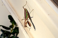 Chinese Mantis - Tenodera sinensis 110815
