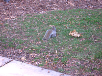 Parking Lot F and Rappahannock Neighborhood and Squirrels 011007