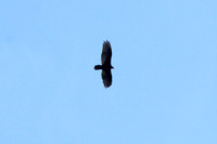 Turkey Vulture 070805