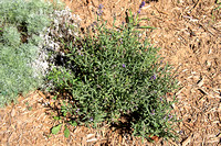 Blue Scent Lavender - Lavandula angustifolia 090421