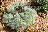 Silver Mound - Artemisia schmidtiana 090421