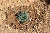 Cheddar Pinks Firewitch - Dianthus gratianopolitanus 100821