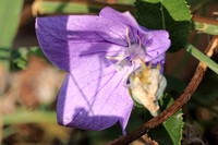 Purple Flower 091221