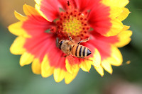 Western Honey Bee - Apis mellifera on Barbican Yellow Red Ring Blanket Flower 102821
