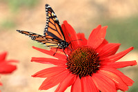 Monarch Butterfly - Danaus plexippus on Orange Coneflower 102821