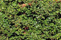 Winterberry Holly - Ilex verticillata 110921