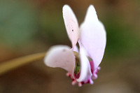 Persian Violet - Cyclamen hederifolium 110821