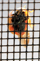 Asian Lady Beetle - Harmonia axyridis 110921