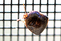 Kudzu Bug - Megacopta cribraria 110921