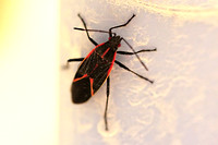 Boxelder Bug - Boisea trivittata 113019