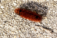 Woolly Bear Caterpillar - Pyrrharctia 121819