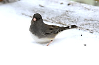 Juncos in the Snow 012114