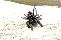 Bold Jumper Spider - Phidippus audax 040620