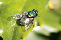 Green Bottle Fly - Lucilia 040620