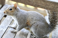 Squirrels 040620
