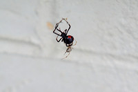 Black Widow killed by Triangulate Cobweb Spider 083117