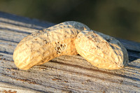 Big Peanut 012014