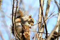 Squirrels 012014