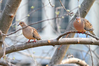 Mourning Doves 040913
