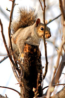 Squirrels 040913