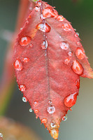 Water Droplets on Leaf 043013