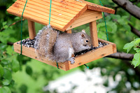 Birdhouse and Squirrels 042913