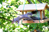 Birdhouse and Squirrels 050213