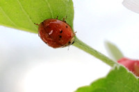 Asian Lady Beetle - Harmonia axyridis 041117