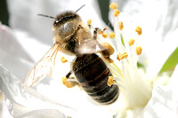 Mining Bee - Andrena