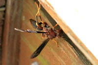 Northern Paper Wasp - Polistes fuscatus 041117