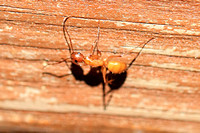 Carpenter Ant - Camponotus castaneus 042114