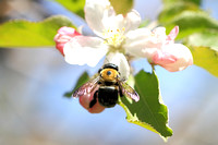 Eastern Carpenter Bee - Xylocopa virginica 042114