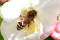 Mining Bee - Andrena 042114