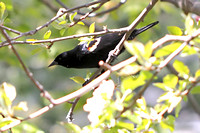Red Winged Blackbird - Agelaius phoeniceus 042114