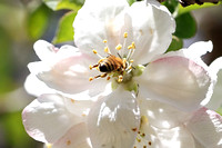 Western Honey Bee -  Apis mellifera 042114