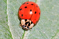 Asian Lady Beetle - Harmonia axyridis 051616